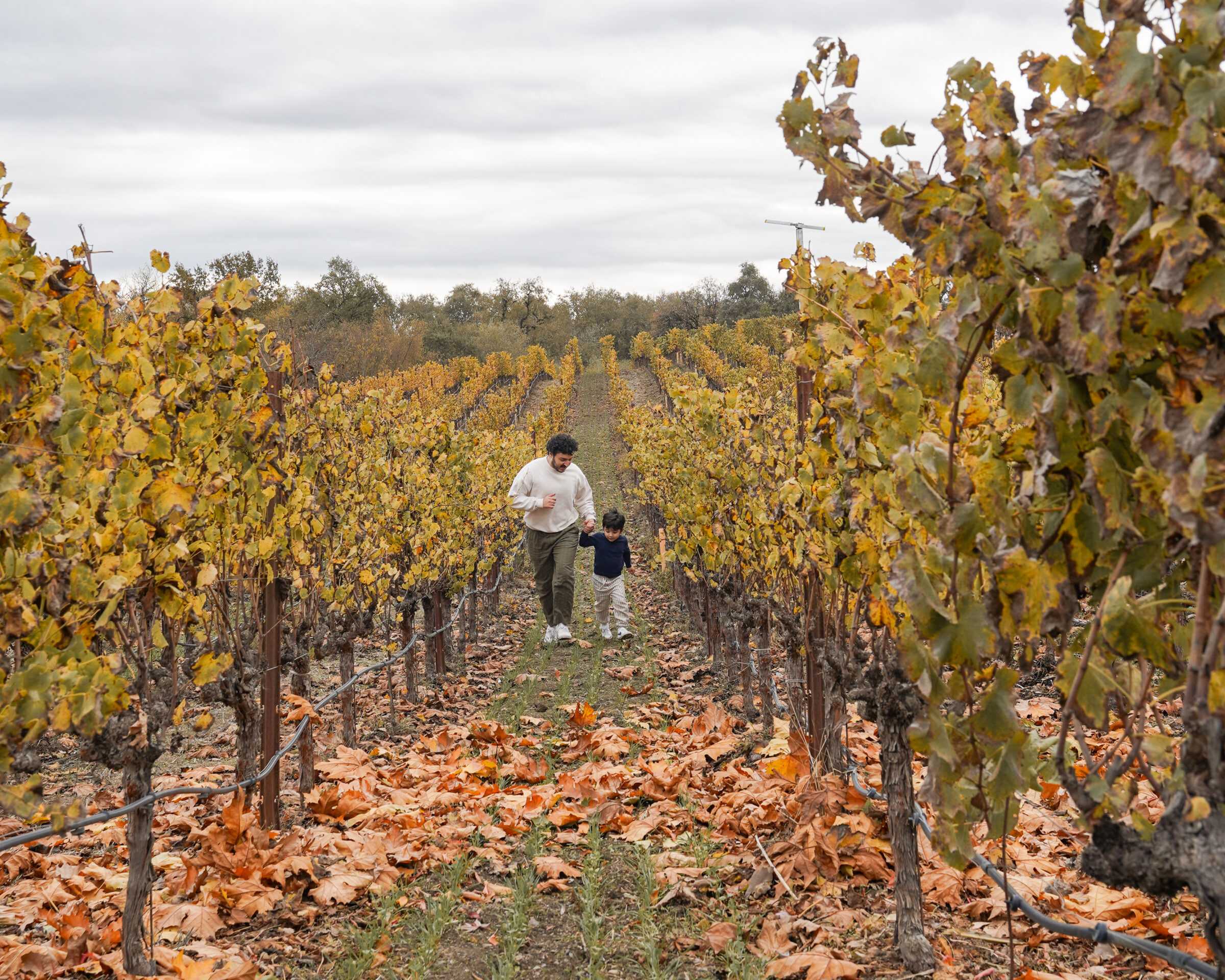 Our Guide to the Best Wineries in Northern California