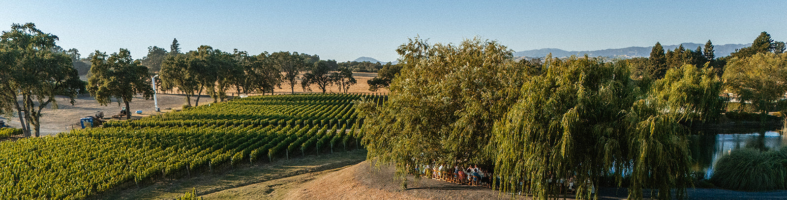 Bricoleur Vineyards Names Co-Founder Sarah Citron as Chief Executive Officer