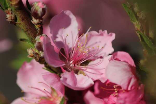 2020 Bud Break & Blooms