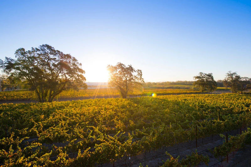 What Is Sustainable Wine and Why We Make It