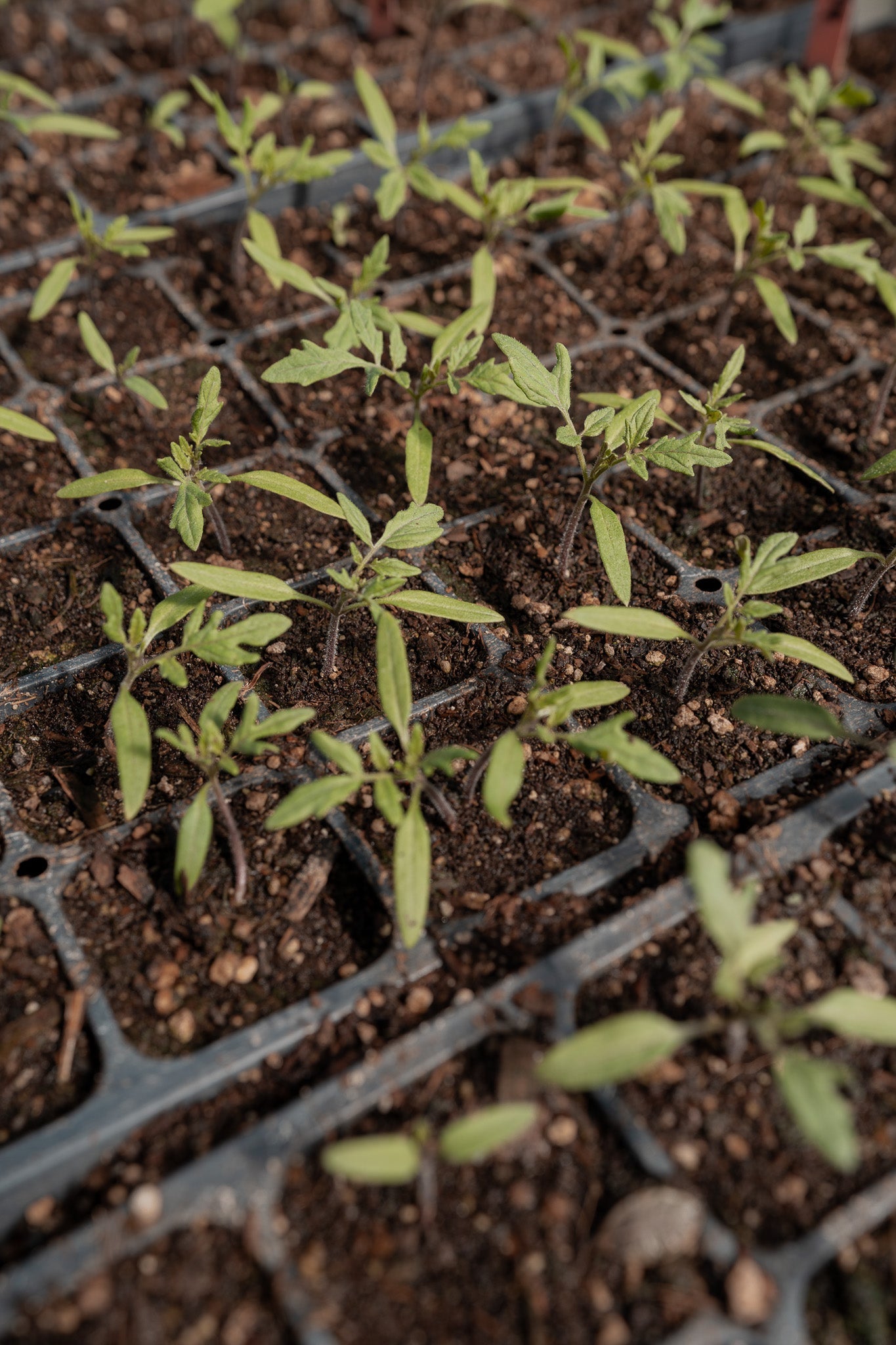 Garden Seeding Class | 2026