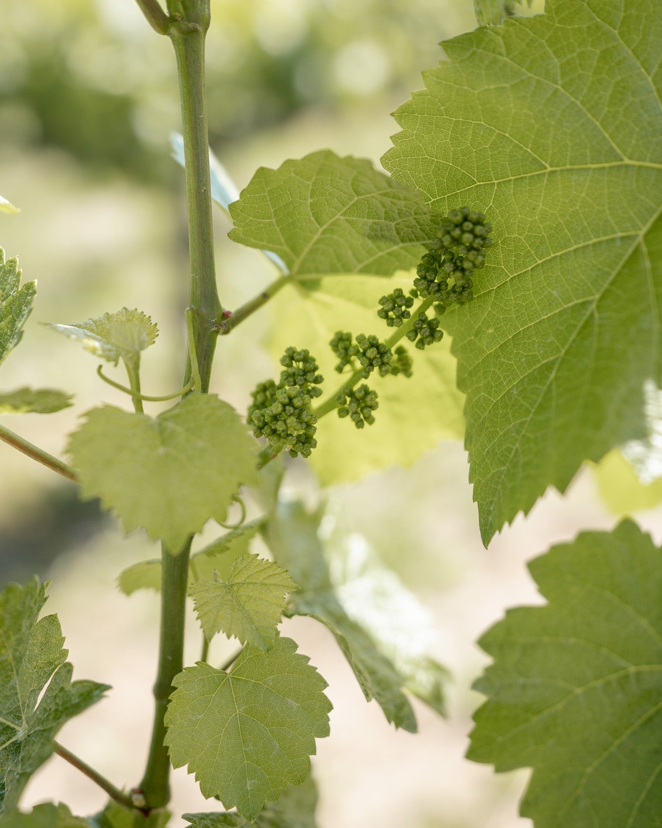 Bricoleur Vineyards Names Co-Founder Sarah Citron as Chief Executive Officer