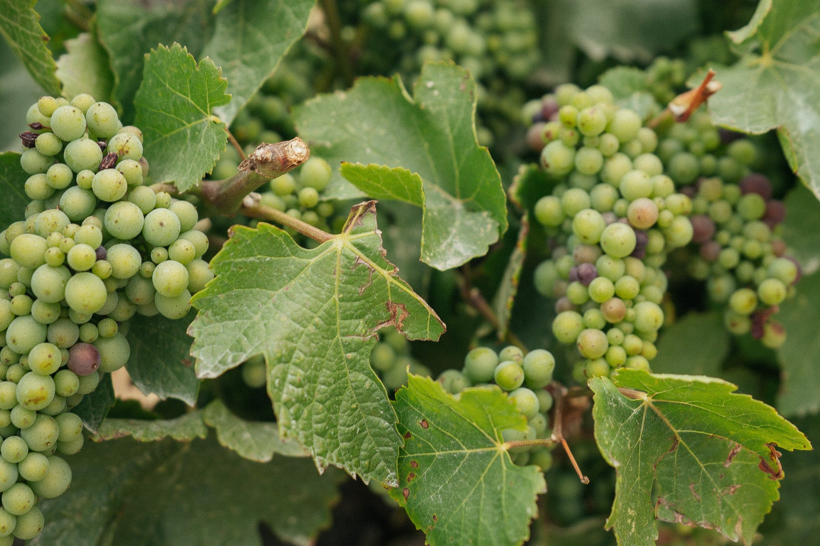 Veraison at Bricoleur Vineyards