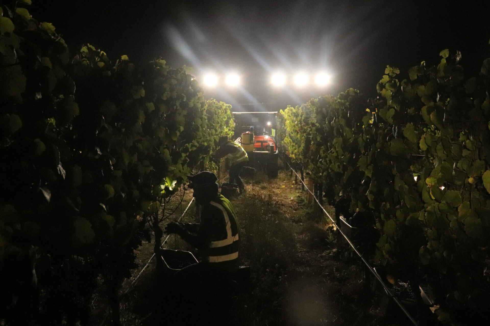 Late Night Pinot Noir Harvest