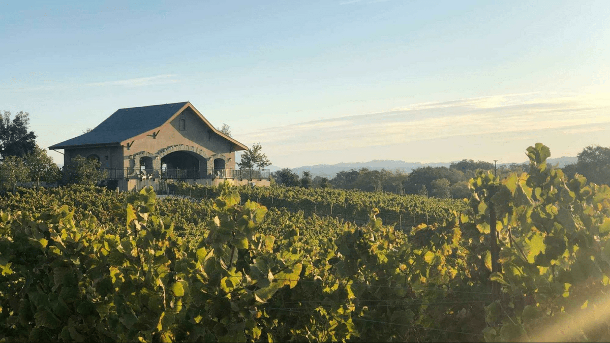 Sonoma vs Napa: Which is Better For Me?