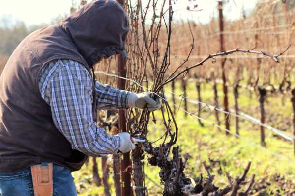 It’s Pruning Season!