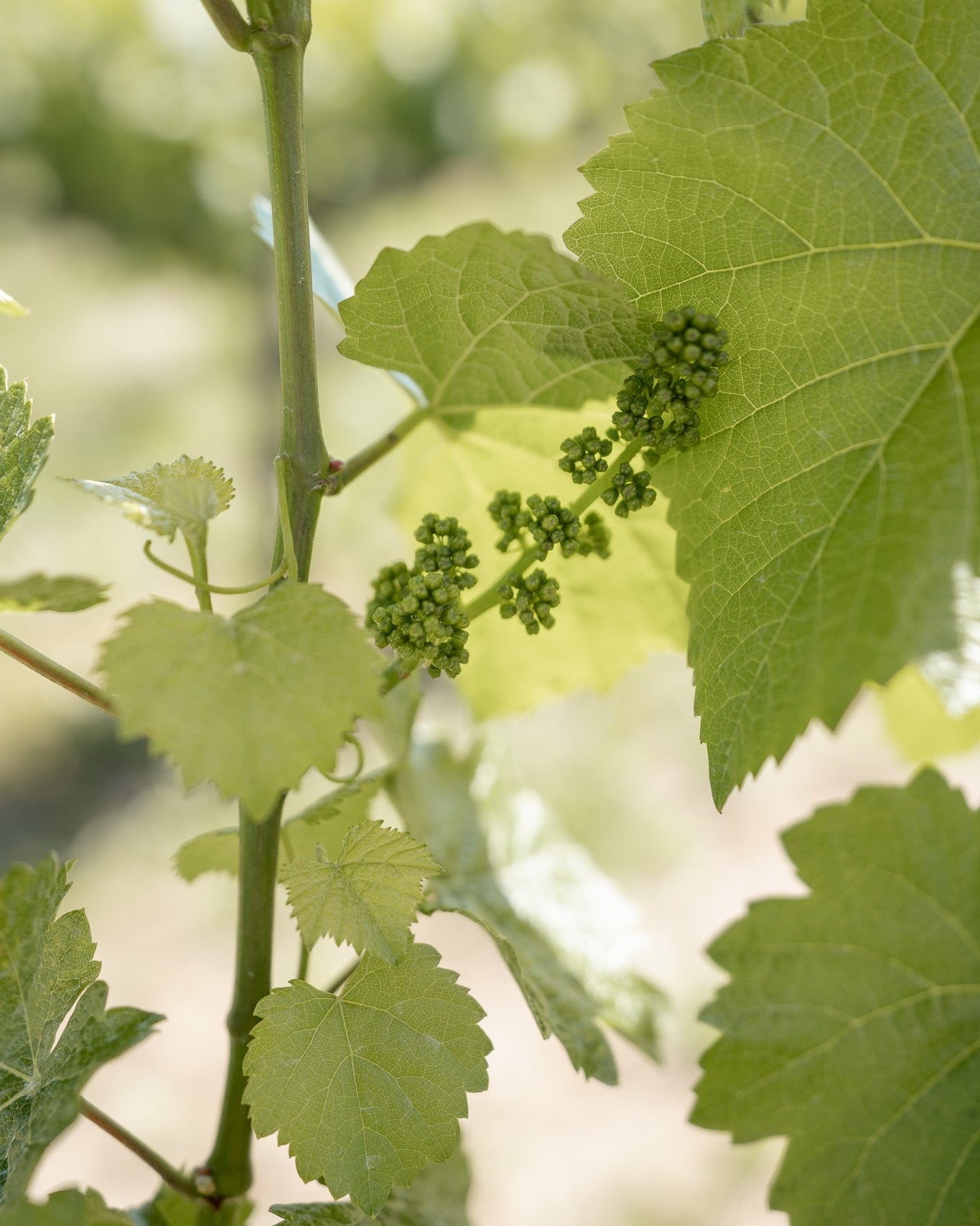 Close-up of green leaves and small buds on a vine