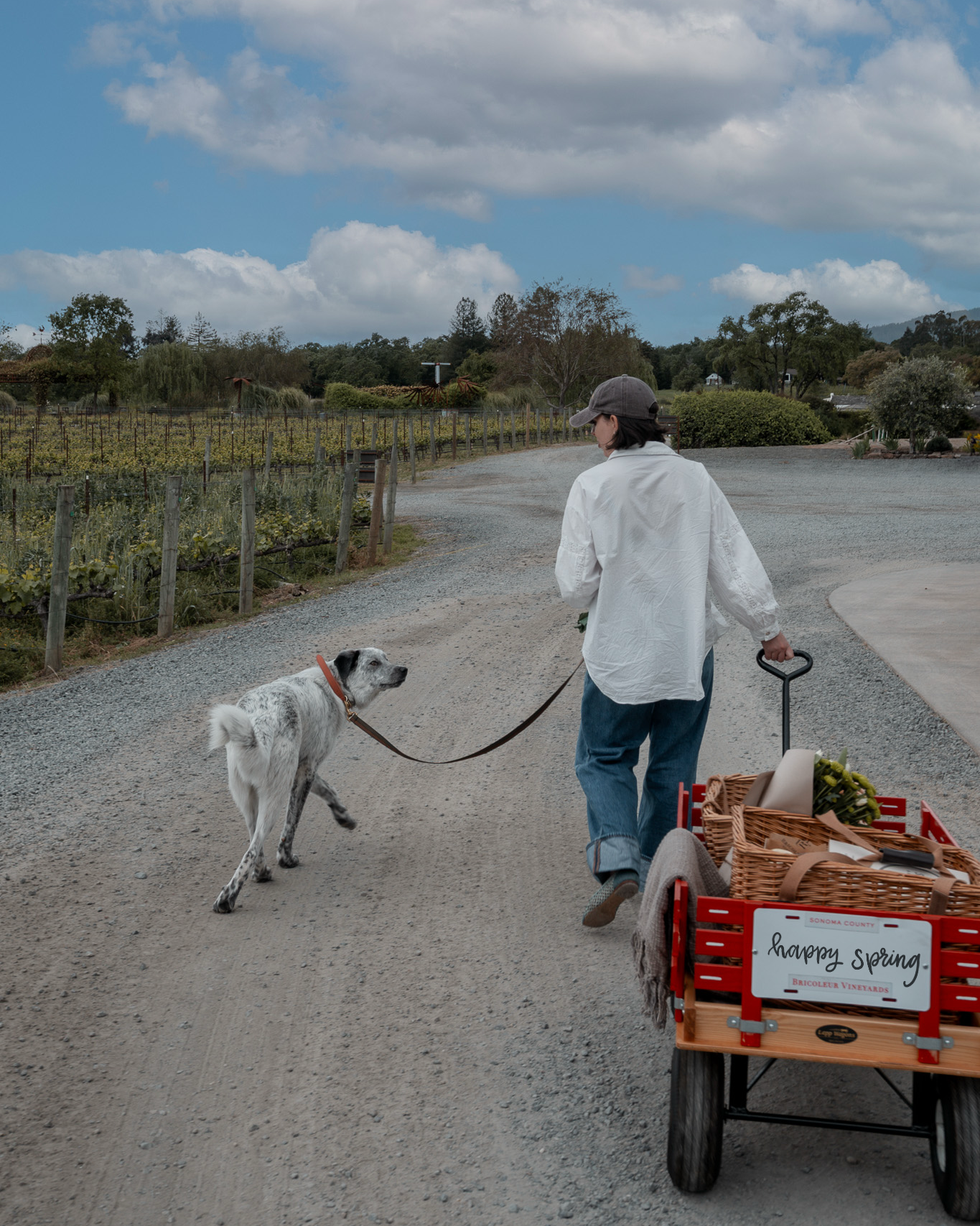 Person walking a dog on a leash with a cart full of produce along a rural road.
