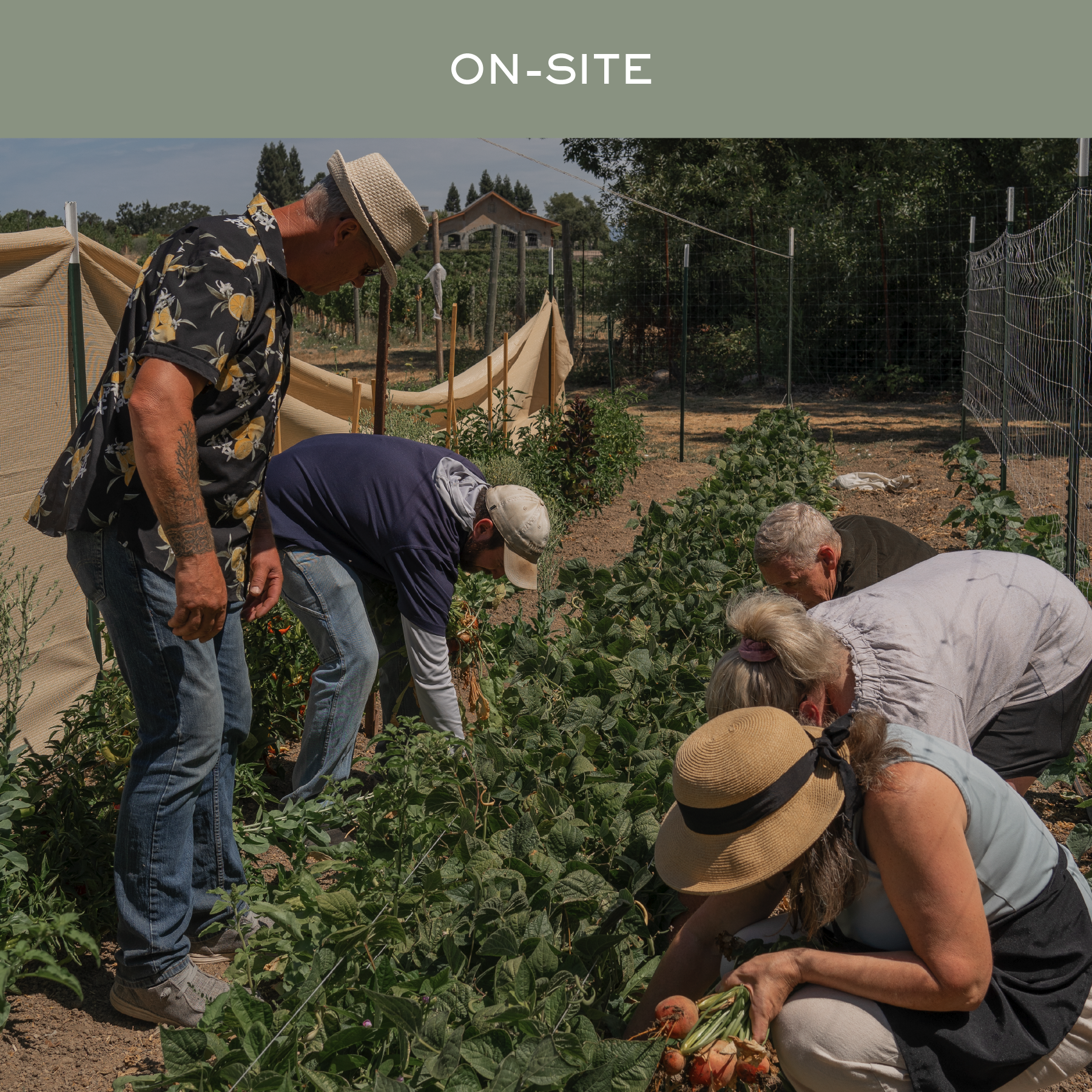 Garden Summer Harvest Class with Farmer Mikey